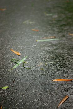 Close up of a wet road with dry leaves