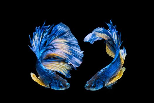 Blue and yellow betta fish, siamese fighting fish on black background