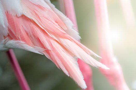 Flamingo's feather background, it has a beautiful coloring of feathers. Greater flamingo, Phoenicopterus roseus
