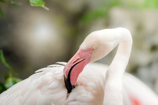 Pink Flamingo-close up, it has a beautiful coloring of feathers. Greater flamingo, Phoenicopterus roseus
