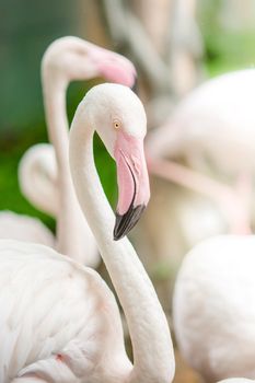 Pink Flamingo-close up, it has a beautiful coloring of feathers. Greater flamingo, Phoenicopterus roseus
