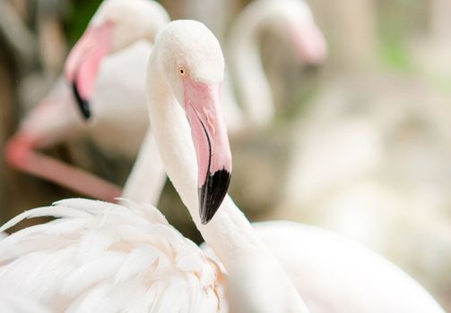 Pink Flamingo-close up, it has a beautiful coloring of feathers. Greater flamingo, Phoenicopterus roseus
