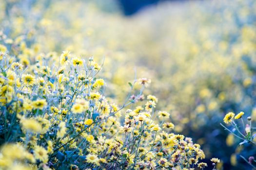 Yellow chrysanthemum flowers, chrysanthemum in the garden. Blurry flower for background, colorful plants
