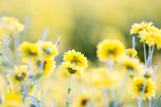 Yellow chrysanthemum flowers, chrysanthemum in the garden. Blurry flower for background, colorful plants
