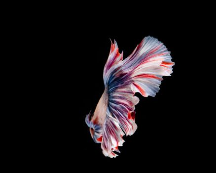 Multi-color betta fish, siamese fighting fish on black background
