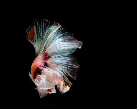 Multi-color betta fish, siamese fighting fish on black background
