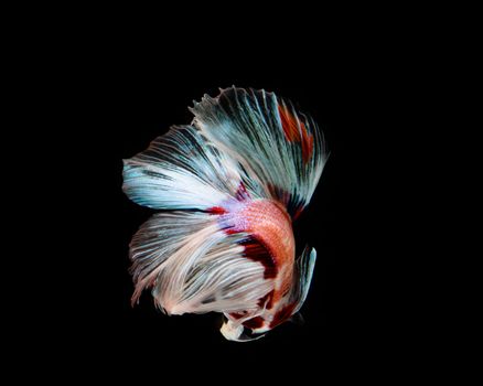 Multi-color betta fish, siamese fighting fish on black background
