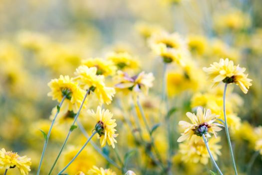 Yellow chrysanthemum flowers, chrysanthemum in the garden. Blurry flower for background, colorful plants
