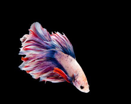 Multi-color betta fish, siamese fighting fish on black background
