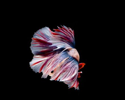 Multi-color betta fish, siamese fighting fish on black background
