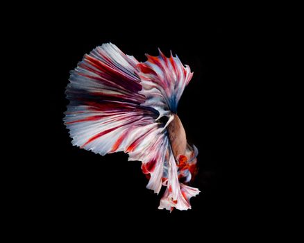 Multi-color betta fish, siamese fighting fish on black background
