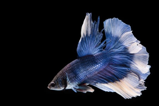 Blue and white betta fish, siamese fighting fish on black background
