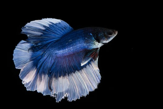 Blue and white betta fish, siamese fighting fish on black background
