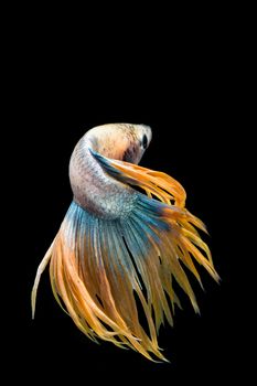 Yellow and blue betta fish, siamese fighting fish on black background