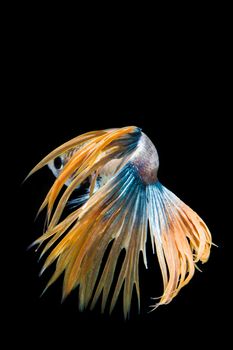 Yellow and blue betta fish, siamese fighting fish on black background