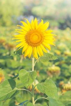 Soft, selective focus of sunflowers, blurry flower for background, colorful plants 
