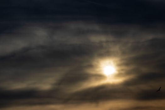 a skyscape shoot of golden sun with intense clouds and there is a bird - black and yellow. with interesting colors.