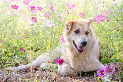 Blurry dog and flower for background 