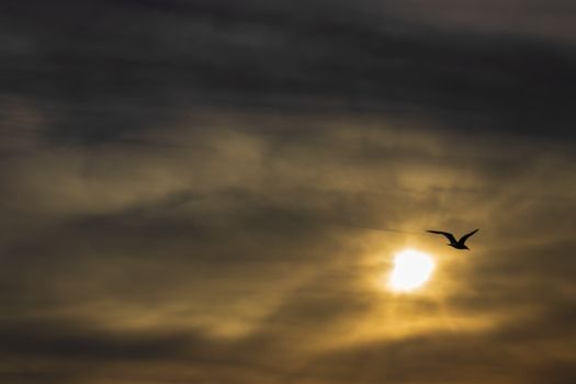 a skyscape shoot of golden sun with intense clouds and there is a bird - soft colors dominated. with interesting colors.