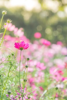 Cosmos flowers in nature, sweet background, blurry flower background, light pink and deep pink cosmos
