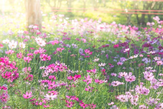 Cosmos flowers in nature, sweet background, blurry flower background, light pink and deep pink cosmos
