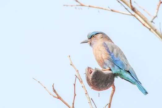 Indian Roller (Coracias benghalensis) on the branch. They are found widely across tropical Asia
