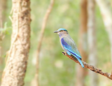 Indian Roller (Coracias benghalensis) on the branch. They are found widely across tropical Asia
