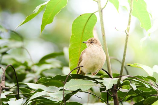 Streak-eared bulbul's stand​ing on branches​ in the forest. Bird's in the nature background.
