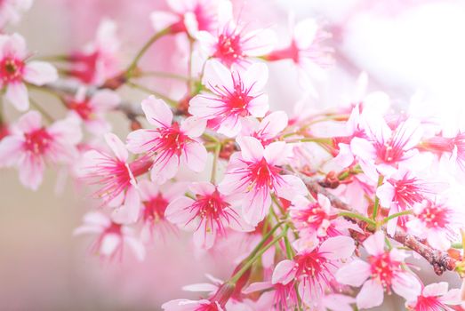 Cherry Blossom in spring with soft focus, unfocused blurred spring cherry bloom, bokeh flower background, pastel and soft flower background.
