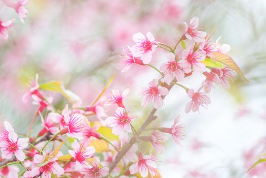 Spring time with beautiful cherry blossoms, pink sakura flowers.
