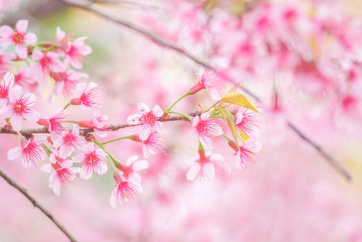 Spring time with beautiful cherry blossoms, pink sakura flowers.
