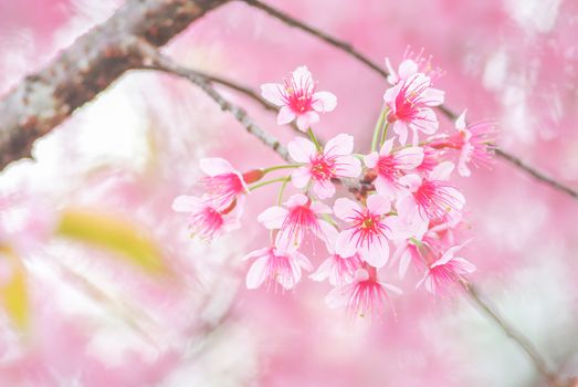 Spring time with beautiful cherry blossoms, pink sakura flowers.
