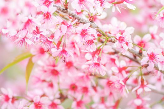 Spring time with beautiful cherry blossoms, pink sakura flowers.
