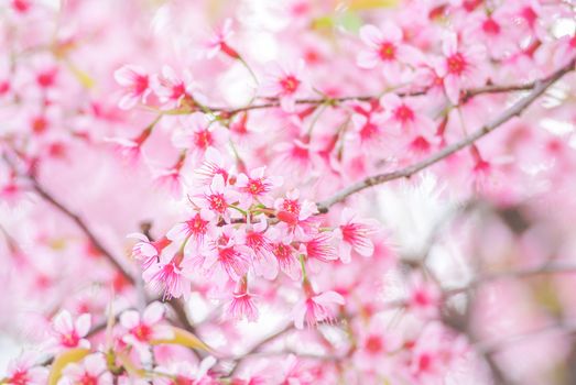 Spring time with beautiful cherry blossoms, pink sakura flowers.
