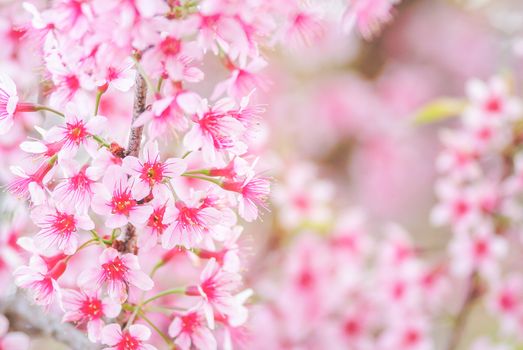 Spring time with beautiful cherry blossoms, pink sakura flowers.
