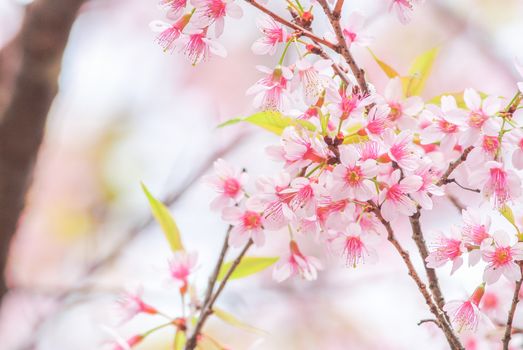 Spring time with beautiful cherry blossoms, pink sakura flowers.
