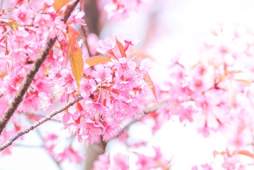 Cherry Blossom in spring with soft focus, unfocused blurred spring cherry bloom, bokeh flower background, pastel and soft flower background.
