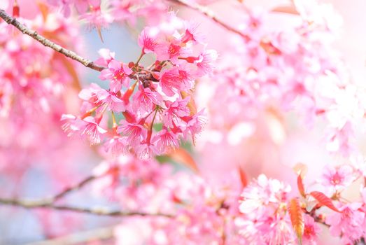 Cherry Blossom in spring with soft focus, unfocused blurred spring cherry bloom, bokeh flower background, pastel and soft flower background.
