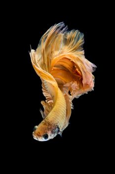 Yellow gold betta fish, siamese fighting fish on black background