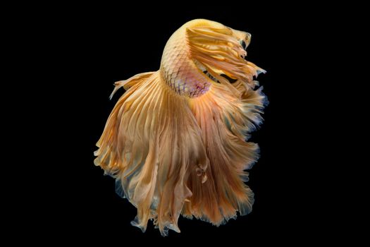 Yellow gold betta fish, siamese fighting fish on black background