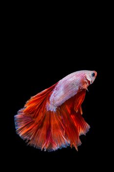 Pink and red betta fish, siamese fighting fish on black background