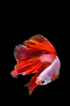 Pink and red betta fish, siamese fighting fish on black background