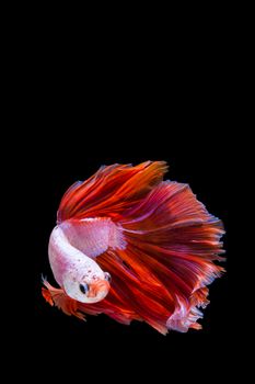 Pink and red betta fish, siamese fighting fish on black background