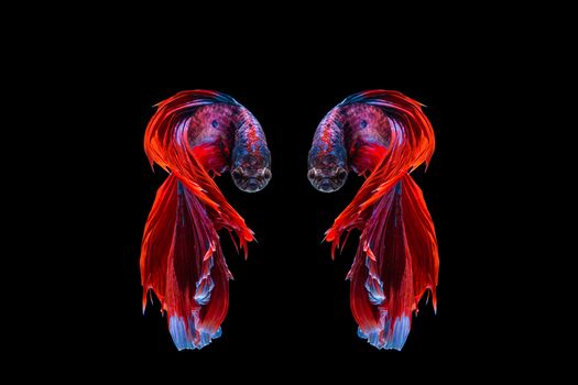 Red and blue betta fish, siamese fighting fish on black background