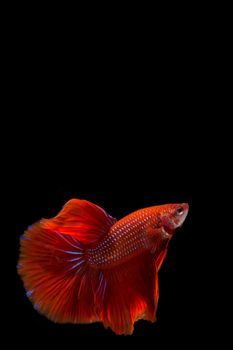 Red betta fish, siamese fighting fish on black background