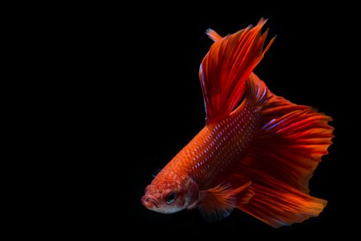 Red betta fish, siamese fighting fish on black background