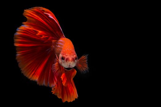 Red betta fish, siamese fighting fish on black background