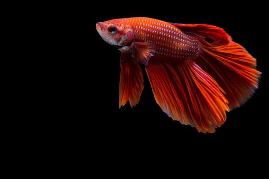 Red betta fish, siamese fighting fish on black background