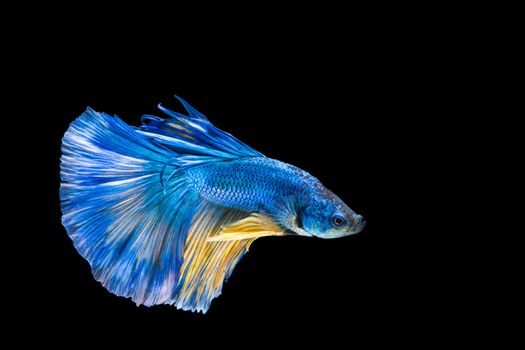 Blue and yellow betta fish, siamese fighting fish on black background