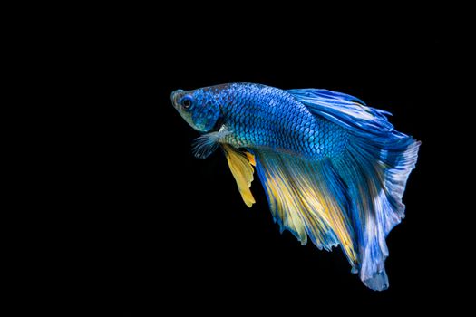 Blue and yellow betta fish, siamese fighting fish on black background